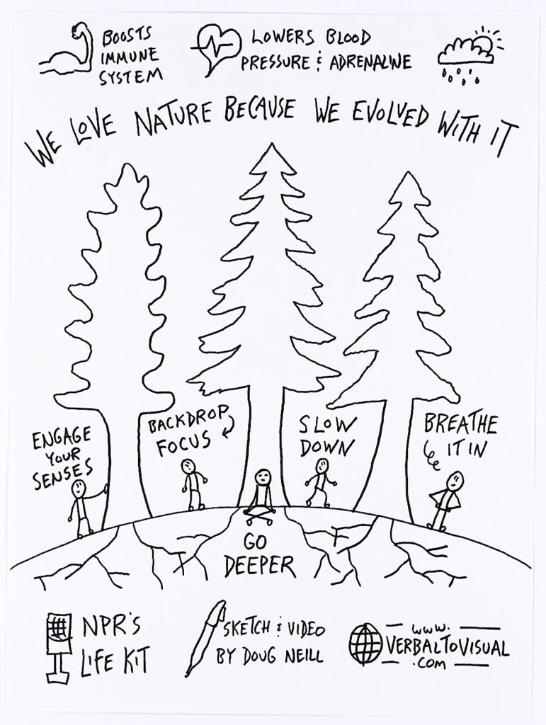 A hand-drawn sketchnote about forest bathing. Across the top are three health benefits with small icons: boosts immune system, lowers blood pressure and adrenaline, and a third illustrated with a sun peeking through clouds. Below that, large hand-lettered text reads 'We love nature because we evolved with it.' The center of the image features three tall trees — one deciduous and two evergreen — growing from a curved hillside with visible roots beneath the surface. Five stick figures stand among and between the trees, each labeled with a forest bathing technique: engage your senses, backdrop to focus, slow down, breathe it in, and go deeper (shown with a figure meditating at the base of the roots). Along the bottom are credits: NPR's Life Kit as the source, sketch and video by Doug Neill, and www.verbaltovisual.com.